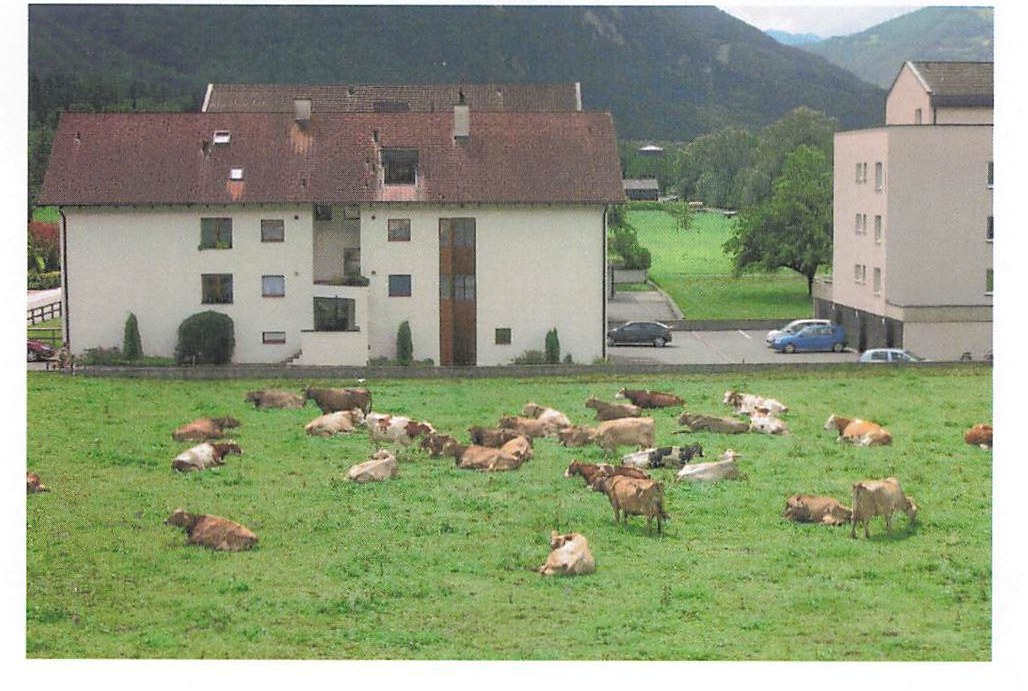 Cattle resting on a green meadow in front of houses, with mountains behind.
