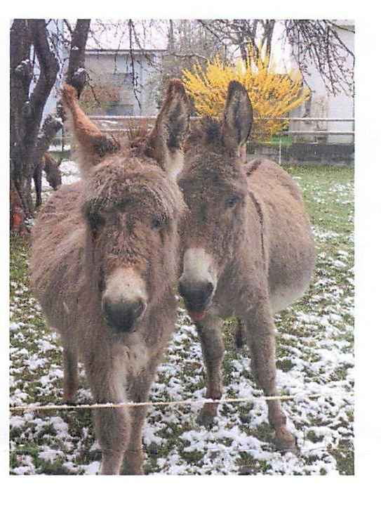 Two donkeys standing close together by a fence.