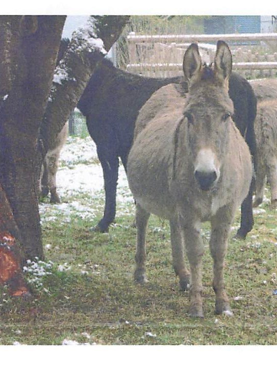 A group of donkeys in a snowy paddock.